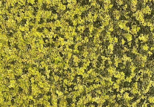 Moss gradient